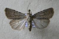 Caradrina selini