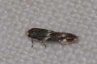 Elachista stabilella