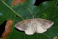 Pachycnemia tibiaria