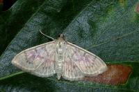 Patania ruralis
