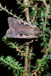 Xestia agathina
