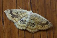 Cyclophora annularia