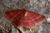 Scopula rubiginata