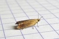 Lathronympha strigana
