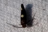 Incurvaria masculella
