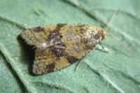 Epagoge grotiana