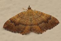 Camptogramma bilineata