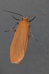 Wittia sororcula