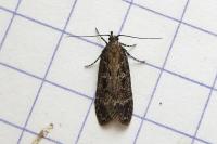 Gelechia sororculella