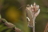 Grapholita lunulana