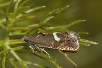 Grapholita lunulana