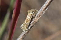 Aethes margarotana