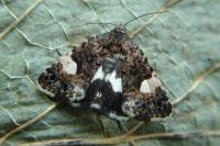 Tyta luctuosa