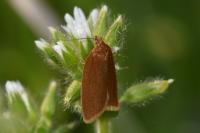 Clepsis unicolorana