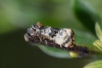 Hysterophora maculosana