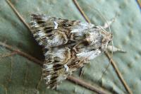 Calophasia lunula