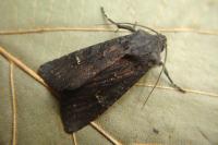 Aporophyla nigra