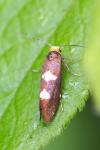 Incurvaria oehlmanniella