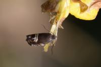 Grapholita internana