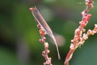 Coleophora albella