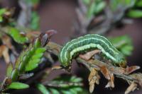 Xestia agathina