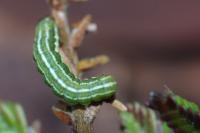 Xestia agathina