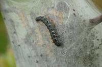 Eriogaster lanestris