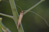 Nematopogon swammerdamella