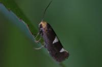 Incurvaria masculella