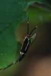 Esperia sulphurella