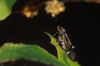 Esperia sulphurella