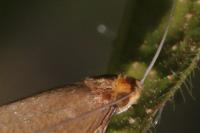 Nematopogon swammerdamella