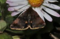 Panemeria tenebrata