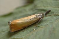 Chrysoteuchia culmella