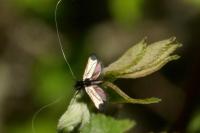 Adela reaumurella
