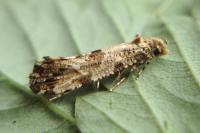 Morophaga choragella