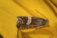 Grapholita internana