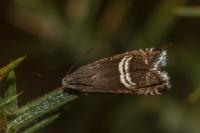 Grapholita internana