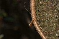 Nematopogon swammerdamella