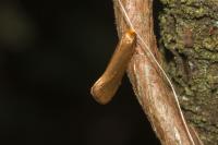 Nematopogon swammerdamella