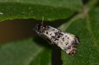 Hysterophora maculosana