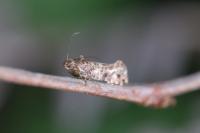 Acrolepia autumnitella