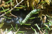 Xestia agathina