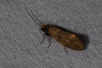 Incurvaria koerneriella