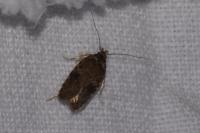 Agonopterix purpurea