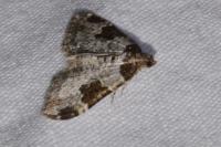 Xanthorhoe fluctuata