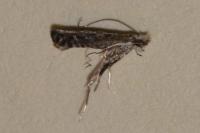 Parornix devoniella