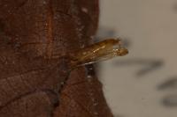Parornix devoniella