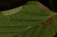 Parornix devoniella