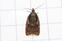 Acleris umbrana